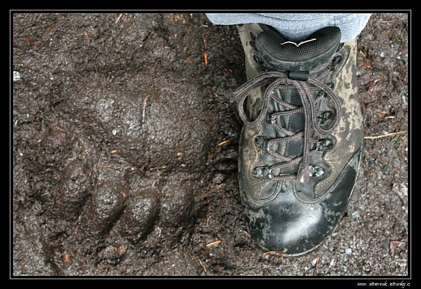 Exit glacier 019