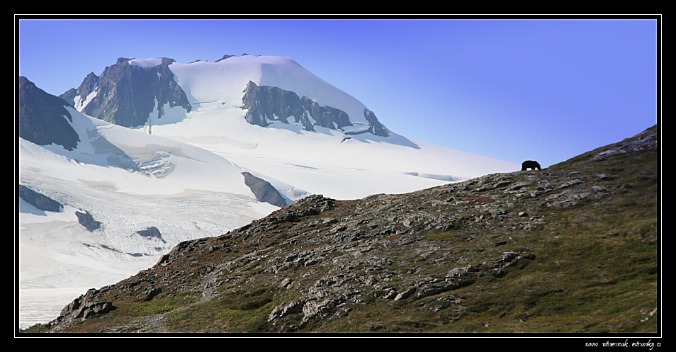 Exit glacier 078