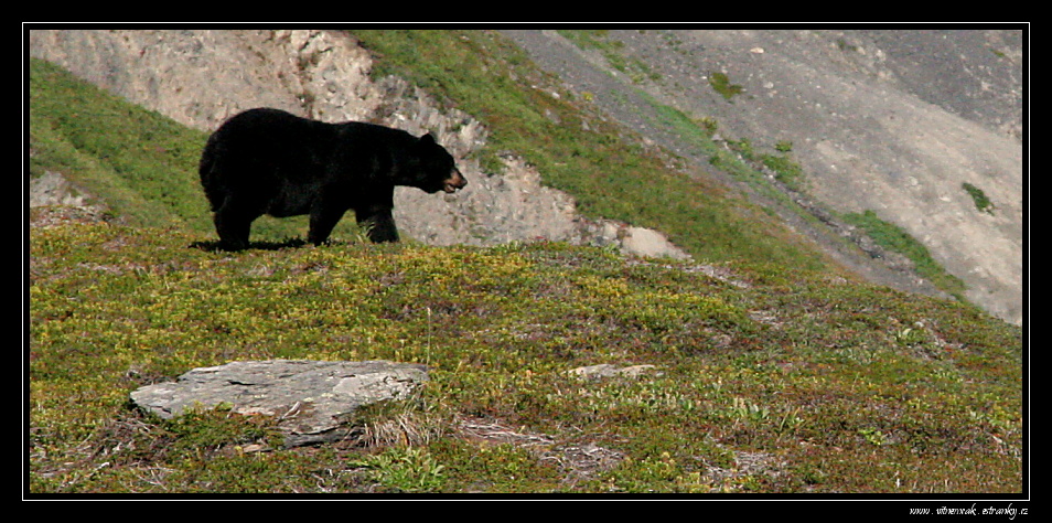 Exit glacier 153