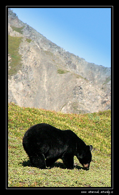 Exit glacier 191